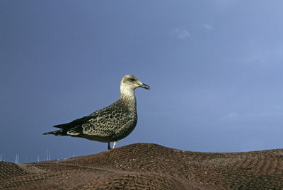 Low angle view of bird perching against clear sky