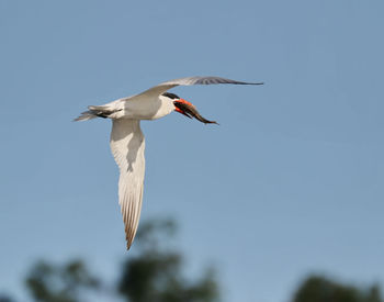 Low angle view of seagull flying in sky