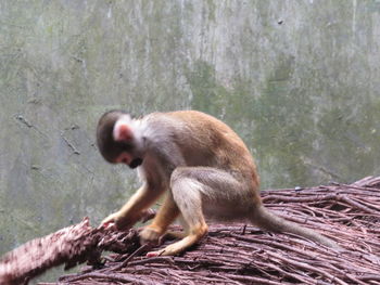 Monkey sitting in a forest