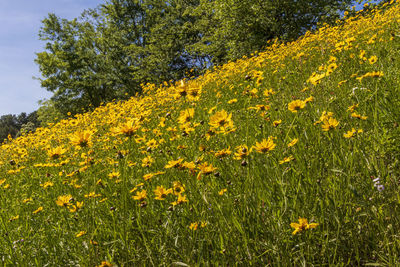 Yellow flowering plants on field