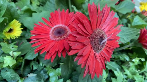 Close-up of red flowering plants