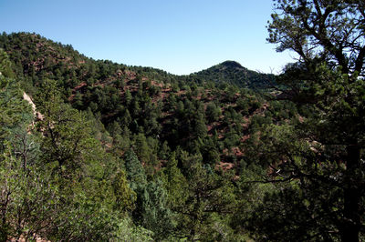 Scenic view of forest against clear sky