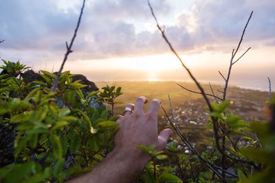 Close-up of hand against plants at sunset