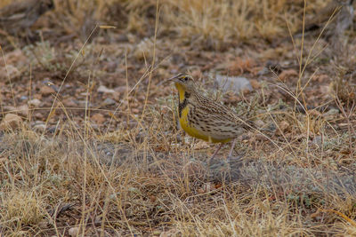 Bird perching on a field