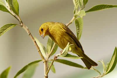 Close-up of bird perching on plant