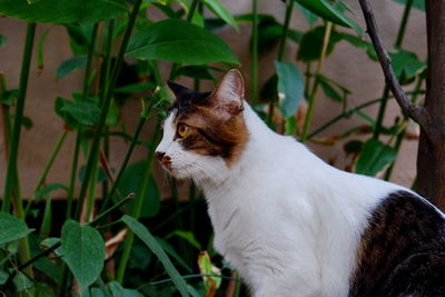 Cat looking away outdoors