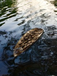 High angle view of duck swimming in lake