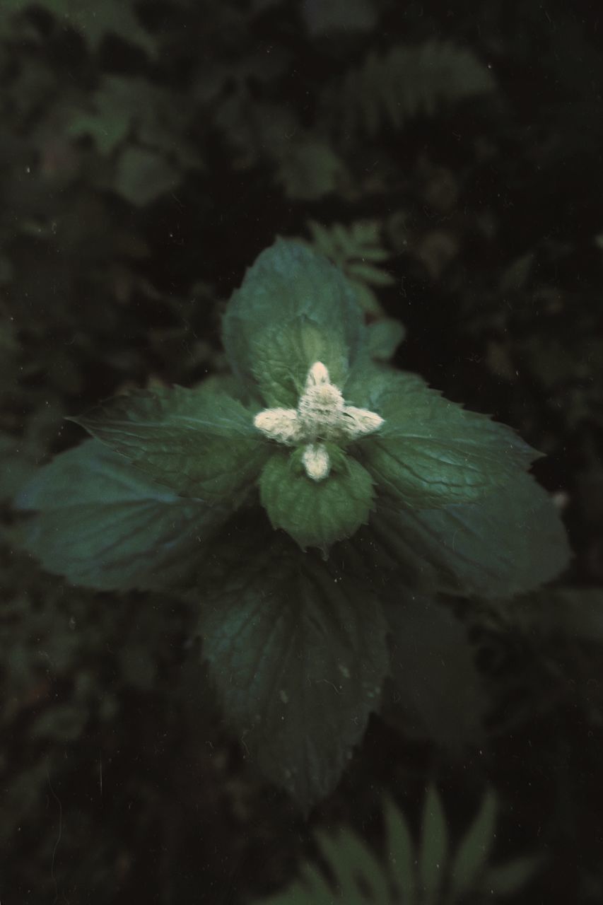 CLOSE-UP OF FLOWERING PLANT AGAINST BLURRED BACKGROUND