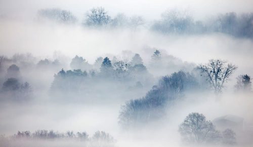 Panoramic view of trees on foggy weather