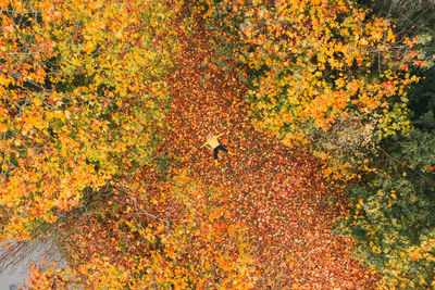 Full frame shot of autumn trees