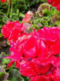 Close-up of pink flowers