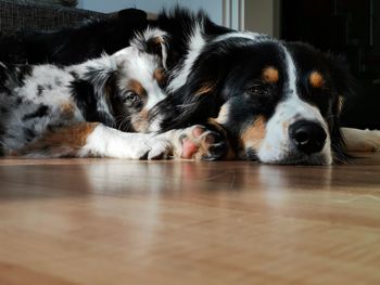 Portrait of dog lying down on floor at home