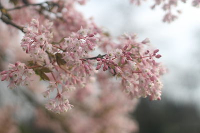 Close-up of pink cherry blossom tree