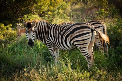 Zebra standing in grass