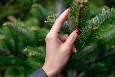 Close-up of woman hand touching tree