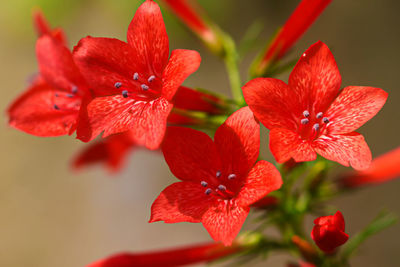 Close-up of red flowering plant