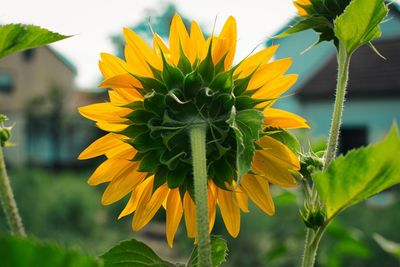 Close-up of yellow flowering plant