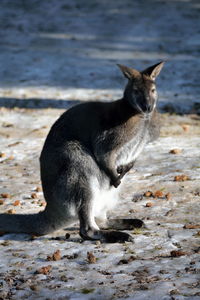 Close-up of kangaroo standing on field