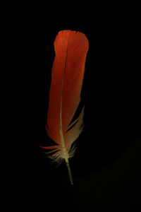 Close-up of feather against black background