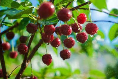 Close-up of berries growing on tree