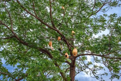 Low angle view of tree in forest