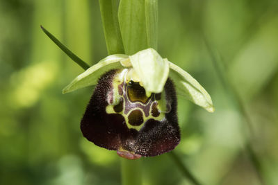 Close-up of insect on flower