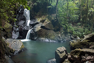 Scenic view of waterfall in forest