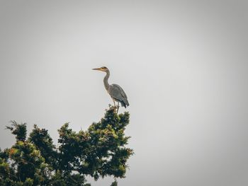 Gray heron against clear sky