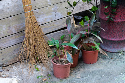 Potted plants