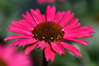 Close-up of pink flower
