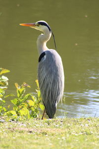 Bird perching on a lake