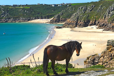 Full length of horse with beach in background