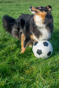 Dog playing with ball on grass