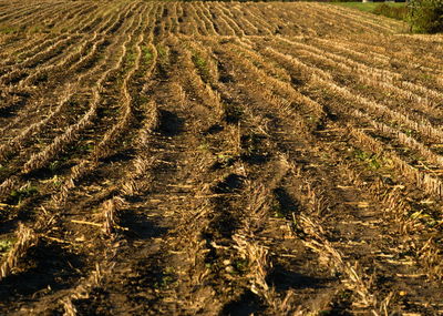 High angle view of crops on field
