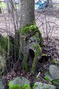 Bare tree in forest