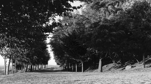 Road passing through trees