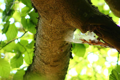 Low angle view of a tree