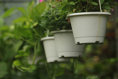 Close-up of potted plant in yard