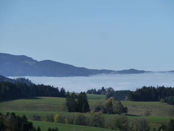 Scenic view of field against clear sky