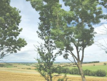 Trees on field against sky