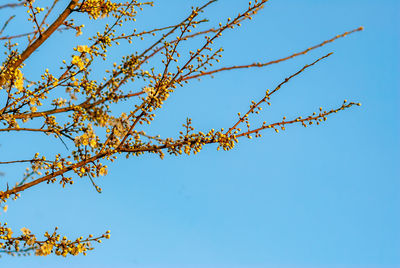 Low angle view of flowering plant against blue sky