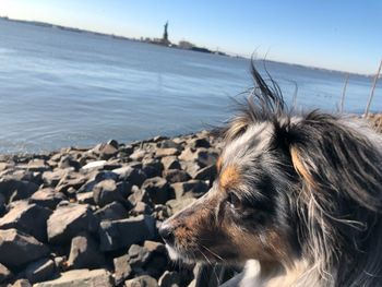 Close-up of dog at beach