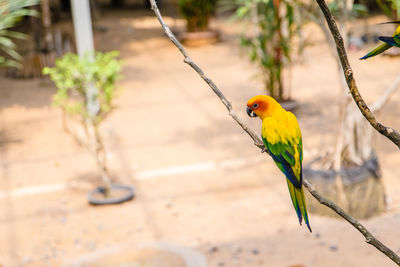 Sun conure parrot perching on branch