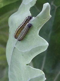 Close-up of insect on leaf