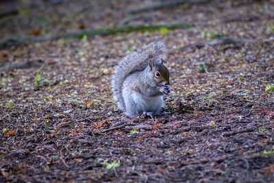 Squirrel on a field