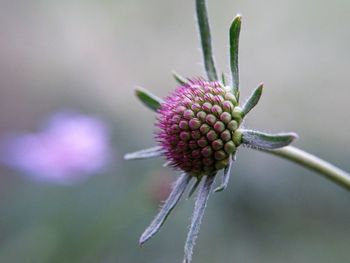 Close-up of pink flower buds growing outdoors