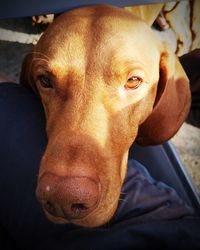 Close-up portrait of a dog