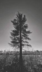 Tree on field against sky