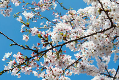 Low angle view of apple blossoms in spring