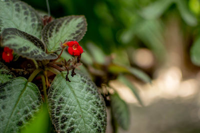 Close-up of berries on plant